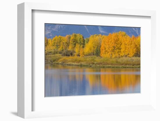 USA, Wyoming, Grand Teton NP. Autumn colored aspen trees are reflected in the Snake River-Elizabeth Boehm-Framed Photographic Print
