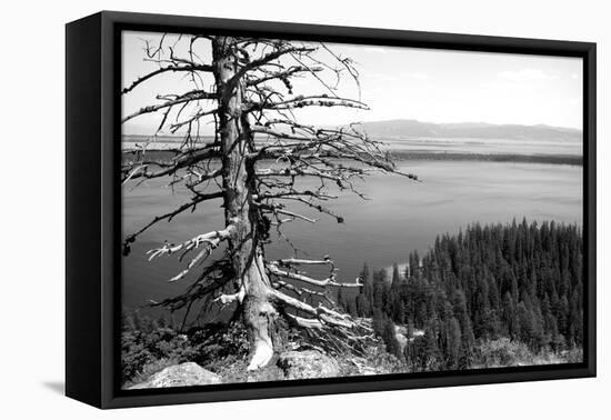 Usa, Wyoming, Grand Teton Np, Jenny Lake, Dead Tree (B&W)-Guy Crittenden-Framed Stretched Canvas