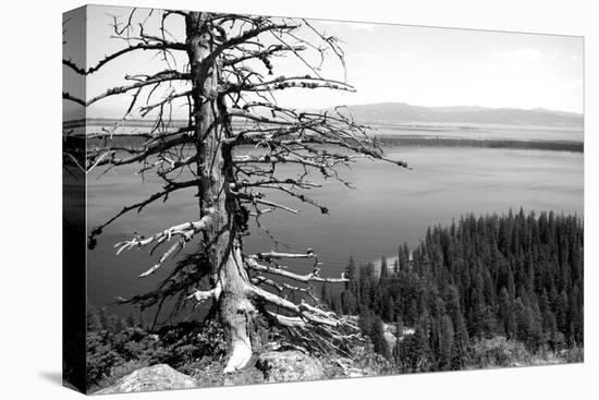 Usa, Wyoming, Grand Teton Np, Jenny Lake, Dead Tree (B&W)-Guy Crittenden-Stretched Canvas