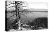 Usa, Wyoming, Grand Teton Np, Jenny Lake, Dead Tree (B&W)-Guy Crittenden-Stretched Canvas