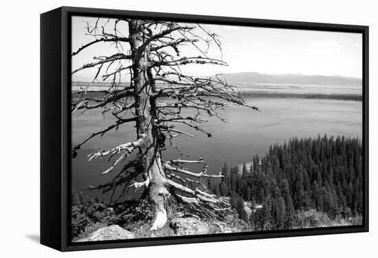 Usa, Wyoming, Grand Teton Np, Jenny Lake, Dead Tree (B&W)-Guy Crittenden-Framed Stretched Canvas