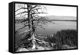 Usa, Wyoming, Grand Teton Np, Jenny Lake, Dead Tree (B&W)-Guy Crittenden-Framed Stretched Canvas