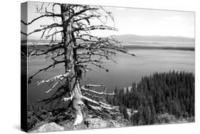 Usa, Wyoming, Grand Teton Np, Jenny Lake, Dead Tree (B&W)-Guy Crittenden-Stretched Canvas