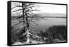 Usa, Wyoming, Grand Teton Np, Jenny Lake, Dead Tree (B&W)-Guy Crittenden-Framed Stretched Canvas