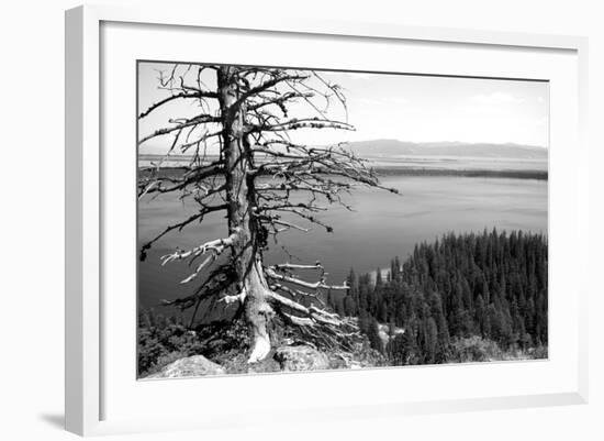 Usa, Wyoming, Grand Teton Np, Jenny Lake, Dead Tree (B&W)-Guy Crittenden-Framed Photographic Print