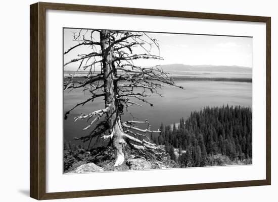 Usa, Wyoming, Grand Teton Np, Jenny Lake, Dead Tree (B&W)-Guy Crittenden-Framed Photographic Print