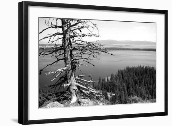 Usa, Wyoming, Grand Teton Np, Jenny Lake, Dead Tree (B&W)-Guy Crittenden-Framed Photographic Print