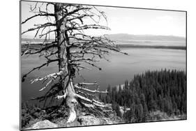 Usa, Wyoming, Grand Teton Np, Jenny Lake, Dead Tree (B&W)-Guy Crittenden-Mounted Photographic Print