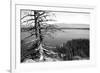 Usa, Wyoming, Grand Teton Np, Jenny Lake, Dead Tree (B&W)-Guy Crittenden-Framed Photographic Print