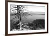 Usa, Wyoming, Grand Teton Np, Jenny Lake, Dead Tree (B&W)-Guy Crittenden-Framed Photographic Print