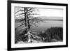 Usa, Wyoming, Grand Teton Np, Jenny Lake, Dead Tree (B&W)-Guy Crittenden-Framed Photographic Print