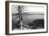 Usa, Wyoming, Grand Teton Np, Jenny Lake, Dead Tree (B&W)-Guy Crittenden-Framed Photographic Print