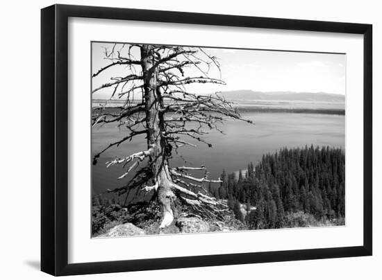 Usa, Wyoming, Grand Teton Np, Jenny Lake, Dead Tree (B&W)-Guy Crittenden-Framed Photographic Print