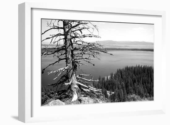 Usa, Wyoming, Grand Teton Np, Jenny Lake, Dead Tree (B&W)-Guy Crittenden-Framed Photographic Print