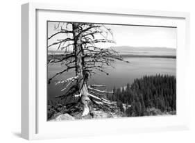 Usa, Wyoming, Grand Teton Np, Jenny Lake, Dead Tree (B&W)-Guy Crittenden-Framed Photographic Print