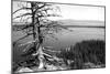 Usa, Wyoming, Grand Teton Np, Jenny Lake, Dead Tree (B&W)-Guy Crittenden-Mounted Photographic Print