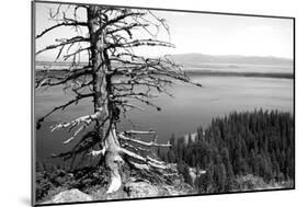 Usa, Wyoming, Grand Teton Np, Jenny Lake, Dead Tree (B&W)-Guy Crittenden-Mounted Photographic Print