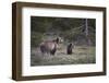 USA, Wyoming, Grand Teton NP. Sow grizzly with cub.-Jaynes Gallery-Framed Photographic Print