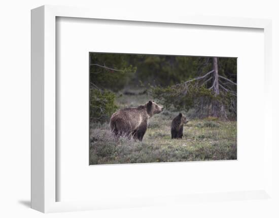 USA, Wyoming, Grand Teton NP. Sow grizzly with cub.-Jaynes Gallery-Framed Photographic Print