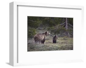 USA, Wyoming, Grand Teton NP. Sow grizzly with cub.-Jaynes Gallery-Framed Photographic Print