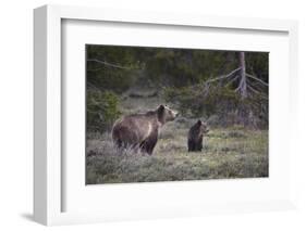 USA, Wyoming, Grand Teton NP. Sow grizzly with cub.-Jaynes Gallery-Framed Photographic Print