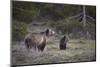 USA, Wyoming, Grand Teton NP. Sow grizzly with cub.-Jaynes Gallery-Mounted Photographic Print