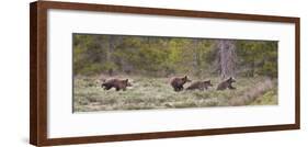 USA, Wyoming, Grand Teton NP. Yearling grizzly bears running to catch up with sow bear.-Jaynes Gallery-Framed Photographic Print