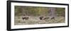 USA, Wyoming, Grand Teton NP. Yearling grizzly bears running to catch up with sow bear.-Jaynes Gallery-Framed Photographic Print