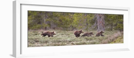 USA, Wyoming, Grand Teton NP. Yearling grizzly bears running to catch up with sow bear.-Jaynes Gallery-Framed Photographic Print
