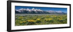 USA, Wyoming. Grand Teton Range and Arrowleaf Balsamroot wildflowers, Grand Teton National Park.-Judith Zimmerman-Framed Photographic Print