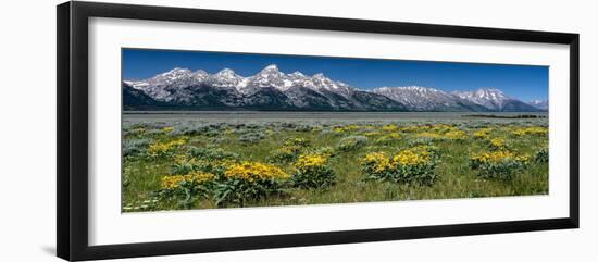 USA, Wyoming. Grand Teton Range and Arrowleaf Balsamroot wildflowers, Grand Teton National Park.-Judith Zimmerman-Framed Photographic Print