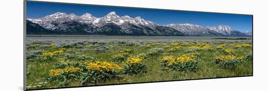 USA, Wyoming. Grand Teton Range and Arrowleaf Balsamroot wildflowers, Grand Teton National Park.-Judith Zimmerman-Mounted Photographic Print