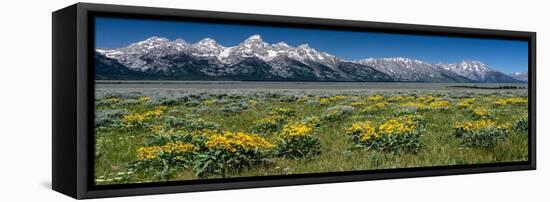 USA, Wyoming. Grand Teton Range and Arrowleaf Balsamroot wildflowers, Grand Teton National Park.-Judith Zimmerman-Framed Stretched Canvas