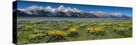 USA, Wyoming. Grand Teton Range and Arrowleaf Balsamroot wildflowers, Grand Teton National Park.-Judith Zimmerman-Stretched Canvas