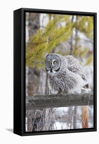 USA, Wyoming, Great Gray Owl Rousing Feathers on Fence-Elizabeth Boehm-Framed Stretched Canvas