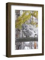 USA, Wyoming, Great Gray Owl Rousing Feathers on Fence-Elizabeth Boehm-Framed Photographic Print