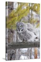 USA, Wyoming, Great Gray Owl Rousing Feathers on Fence-Elizabeth Boehm-Stretched Canvas