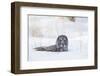 USA, Wyoming, Great Gray Owl Sitting in Snow after Diving for Rodent-Elizabeth Boehm-Framed Photographic Print