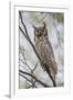 USA, Wyoming,  Great Horned Owl perches on a cottonwood tree.-Elizabeth Boehm-Framed Photographic Print