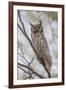 USA, Wyoming,  Great Horned Owl perches on a cottonwood tree.-Elizabeth Boehm-Framed Photographic Print