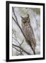 USA, Wyoming,  Great Horned Owl perches on a cottonwood tree.-Elizabeth Boehm-Framed Photographic Print