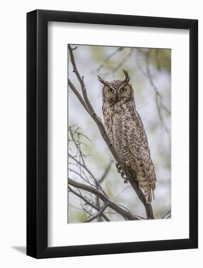 USA, Wyoming,  Great Horned Owl perches on a cottonwood tree.-Elizabeth Boehm-Framed Photographic Print