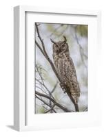 USA, Wyoming,  Great Horned Owl perches on a cottonwood tree.-Elizabeth Boehm-Framed Photographic Print