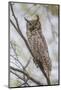 USA, Wyoming,  Great Horned Owl perches on a cottonwood tree.-Elizabeth Boehm-Mounted Photographic Print