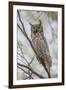 USA, Wyoming,  Great Horned Owl perches on a cottonwood tree.-Elizabeth Boehm-Framed Premium Photographic Print