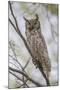 USA, Wyoming,  Great Horned Owl perches on a cottonwood tree.-Elizabeth Boehm-Mounted Premium Photographic Print