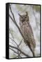 USA, Wyoming,  Great Horned Owl perches on a cottonwood tree.-Elizabeth Boehm-Framed Stretched Canvas