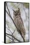 USA, Wyoming,  Great Horned Owl perches on a cottonwood tree.-Elizabeth Boehm-Framed Stretched Canvas