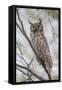 USA, Wyoming,  Great Horned Owl perches on a cottonwood tree.-Elizabeth Boehm-Framed Stretched Canvas