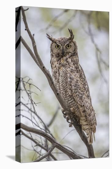 USA, Wyoming,  Great Horned Owl perches on a cottonwood tree.-Elizabeth Boehm-Stretched Canvas